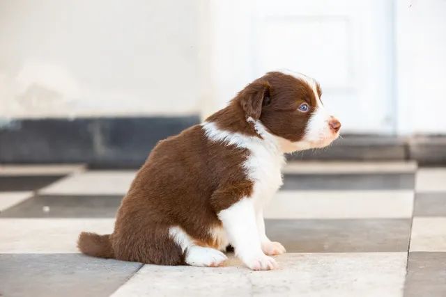 Border Collie Pedigree Cbkc Filhotes Alta Linhagem