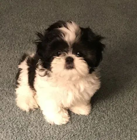 Lindas bbs de Shih Tzu!!!  - Foto 2