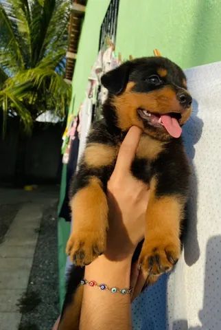 Filhotes de Rottweiler 