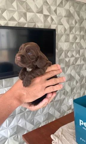 Vendo filhote de Cocker Spaniel Inglês 