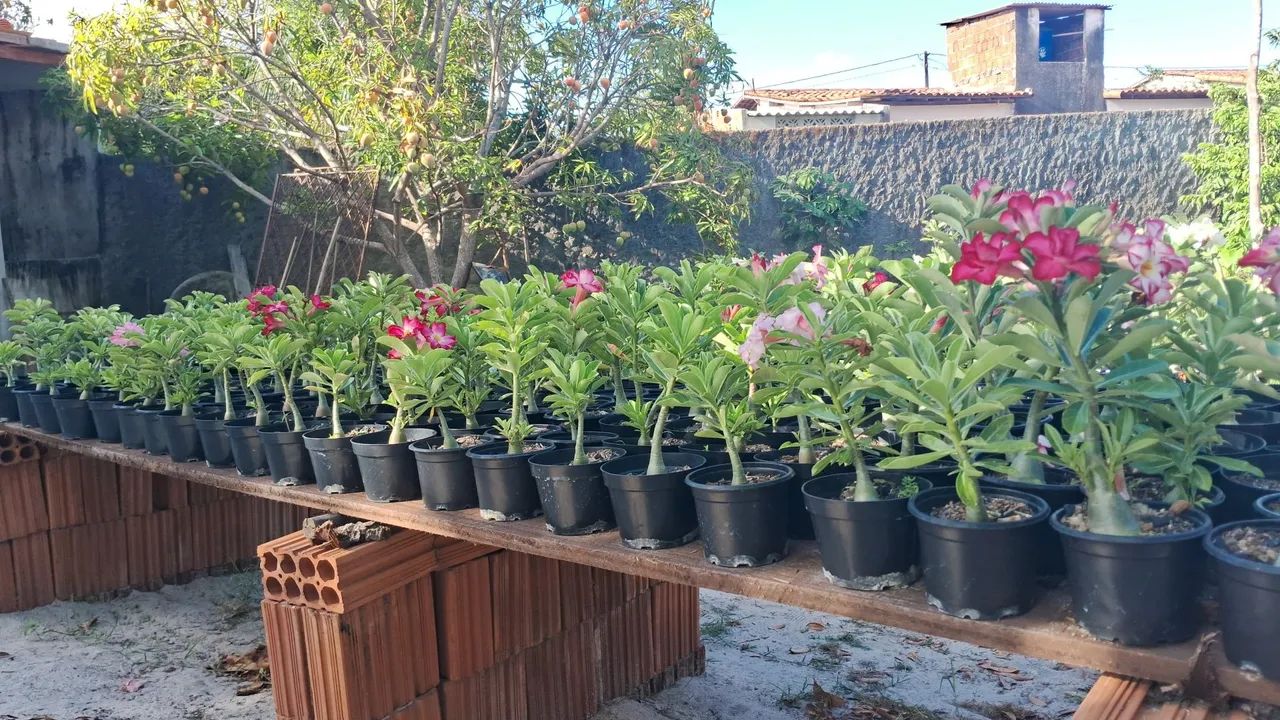Adenium obesum - Rosa do Deserto - Foto 6