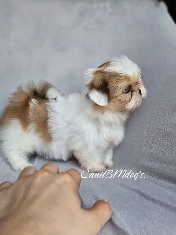 Cachorro Boxer Branco, Santo André, Parque das Nações - Doplim - 89955