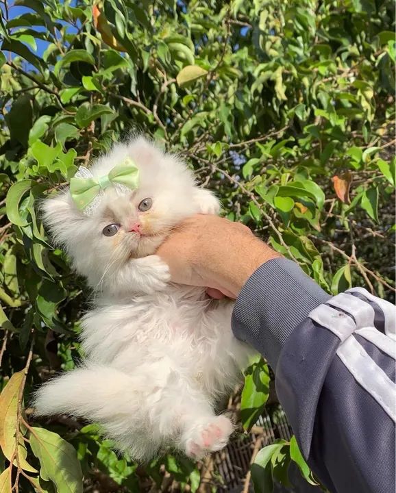 Gatinha persa branca  - Foto 2