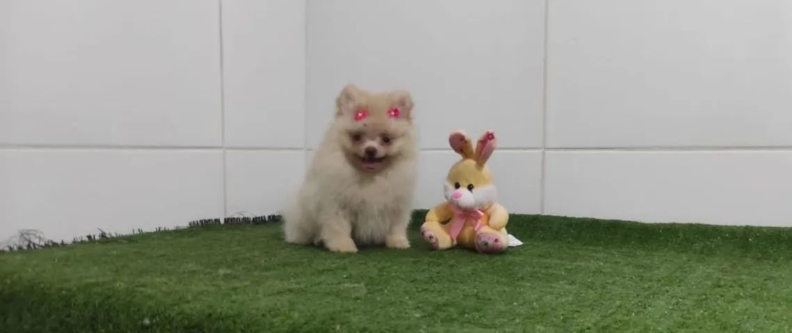 Spitz Alemão anão filhotes top - Foto 3