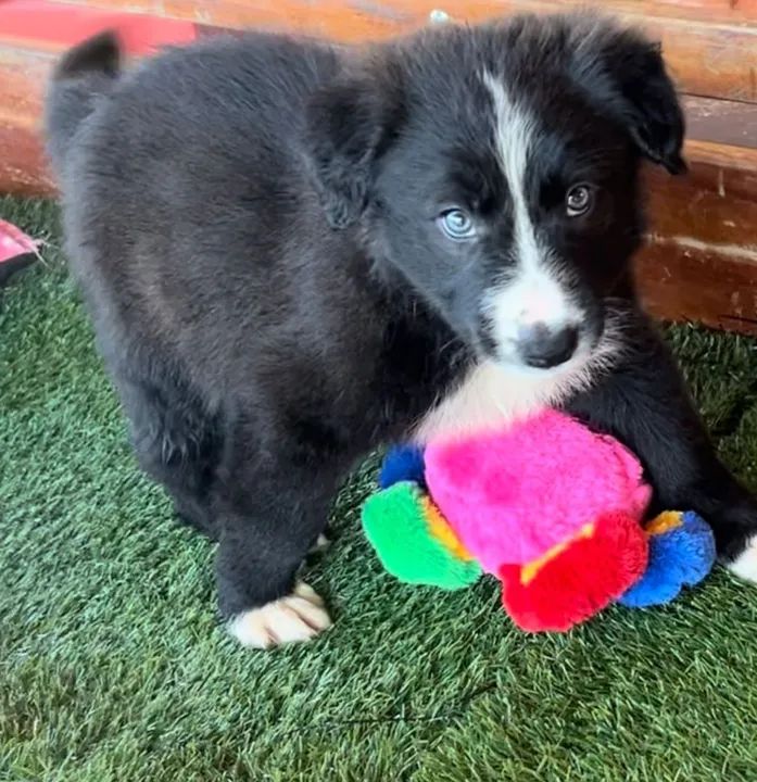 Border Collie belos - Foto 4