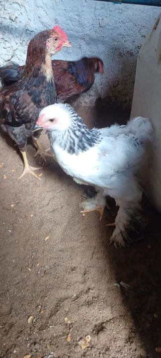 11 pintinhos Brahmas sortidos - Foto 5