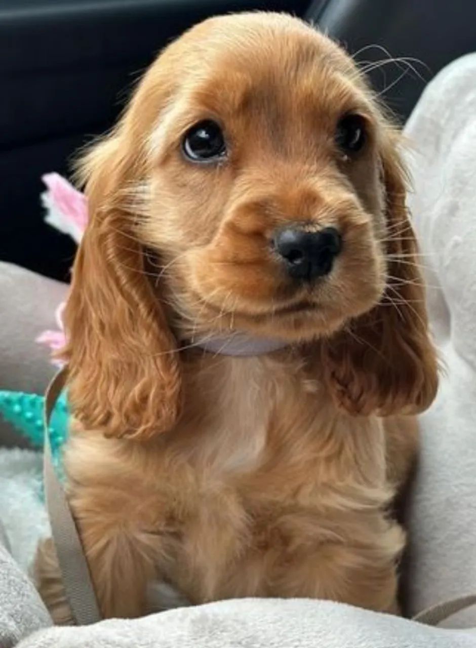 A pronta entrega lindos filhotes de Cocker.