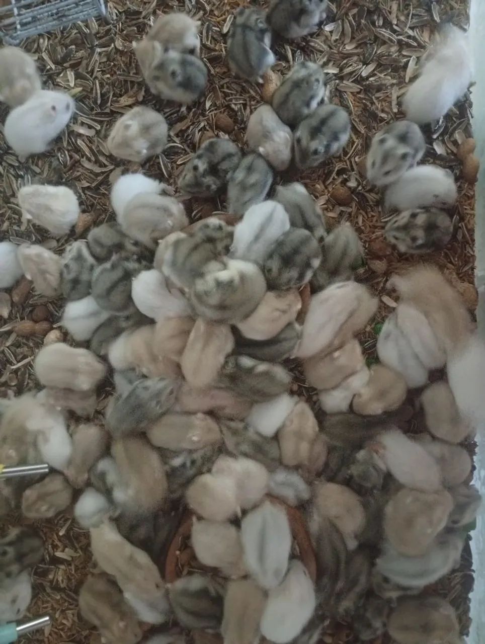 Hamster anão russo agente cores variadas disponível no atacado - Foto 2