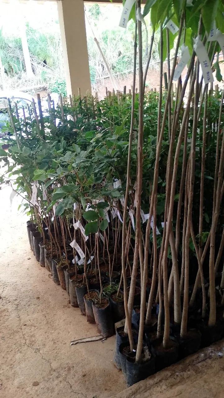 Mudas para Reflorestamento 1.20 Metro - Foto 4