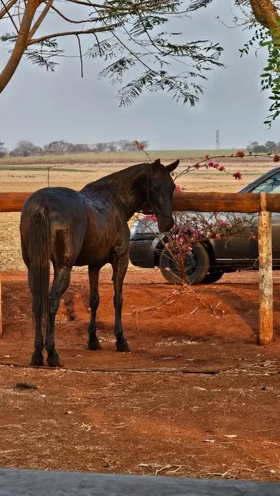 Égua Mangalarga Marchador - Marcha Picada (9 anos) - Foto 2
