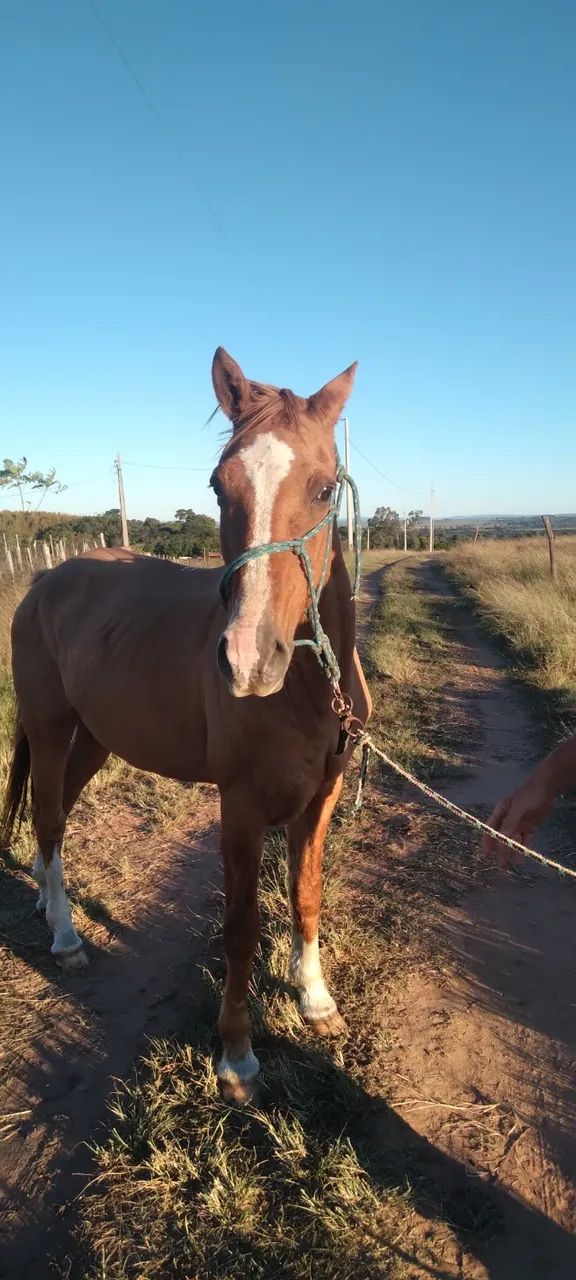 Égua marchadeira, aprox 16 anos, ligeira, mansa. - Foto 2