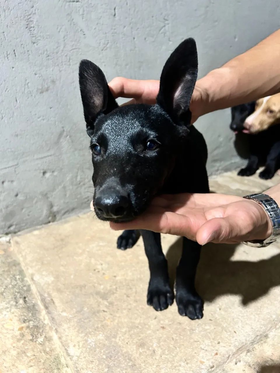 Pastor Malinoá Black - Foto 4