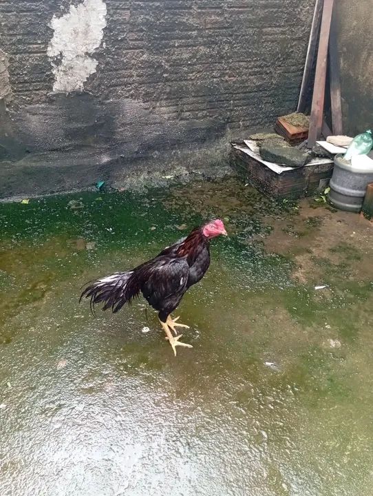 Galo de raça - Foto 2