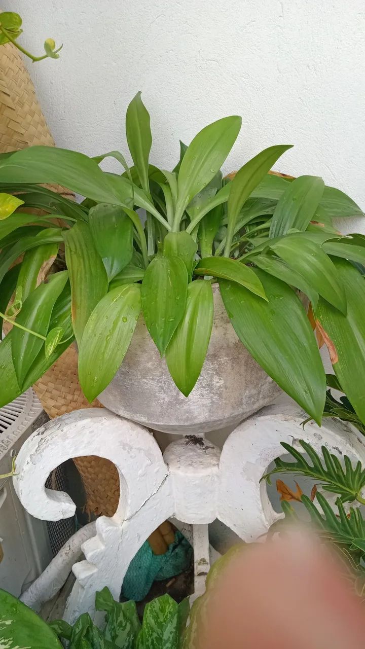 Plantas diversas 