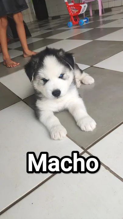 Filhotes de Husky Siberiano - Machos com Olhos Azuis