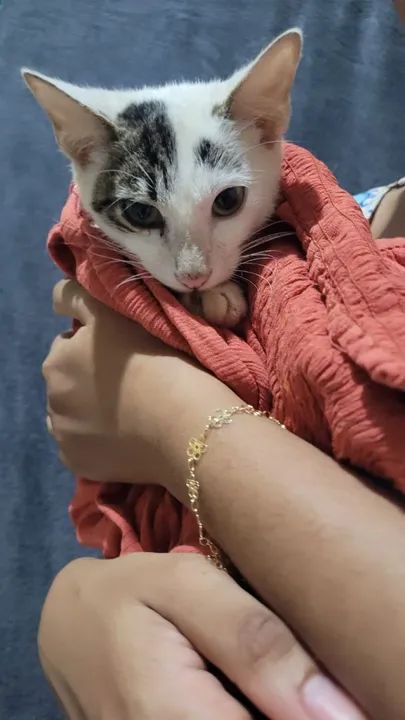 Gatinho Branco e Cinza de 5 meses - Foto 2