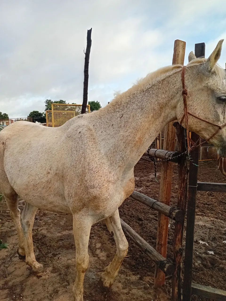 Cavalo charrete - Foto 3