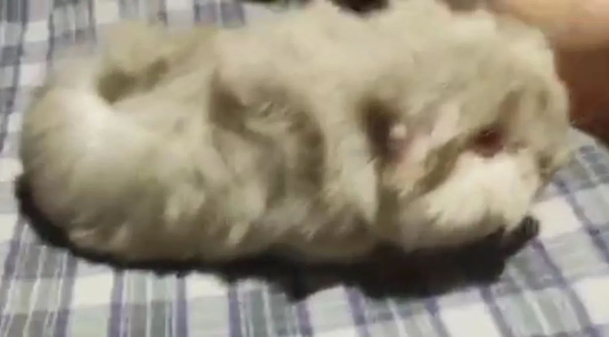 Porquinho da índia Peruano pet - Foto 2