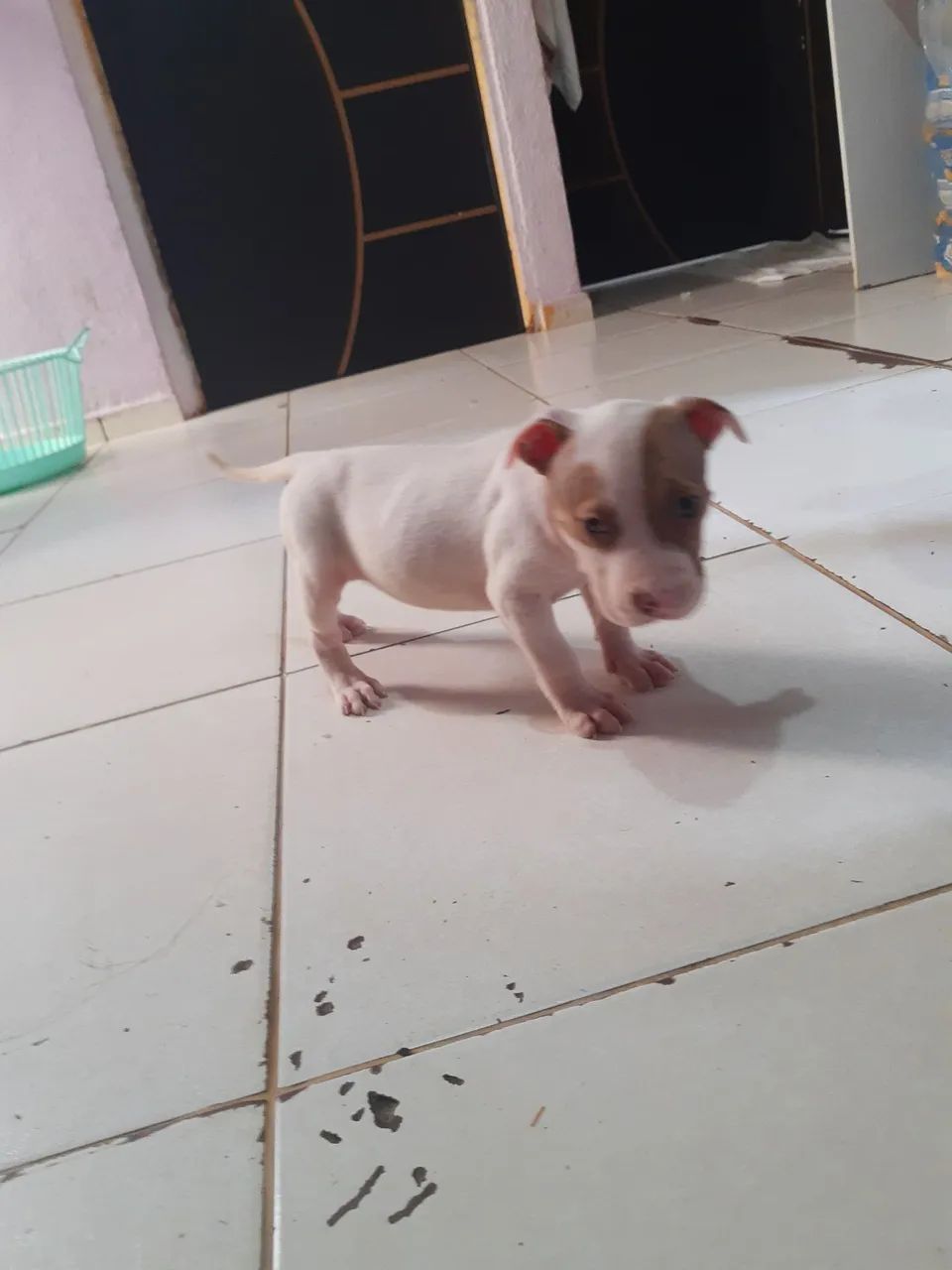 Pitbull original ! Trelilique - Foto 3