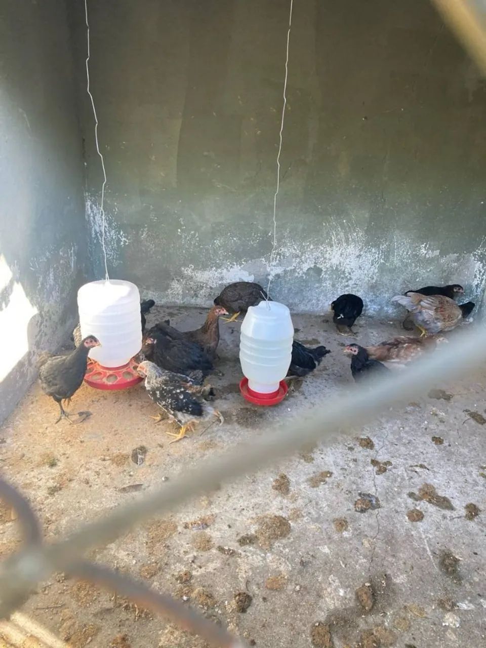 Vende se galos e galinhas caipiras  - Foto 4