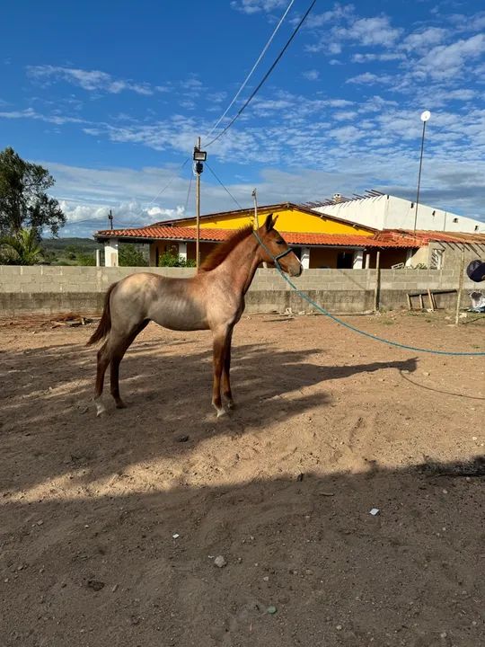 Potro Mangalarga Marchador - Marcha Batida - Foto 2