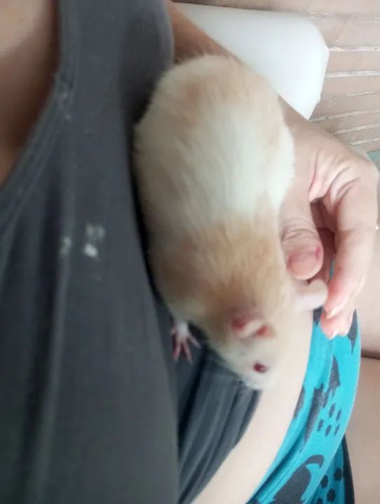  Rato Twister  - Foto 2