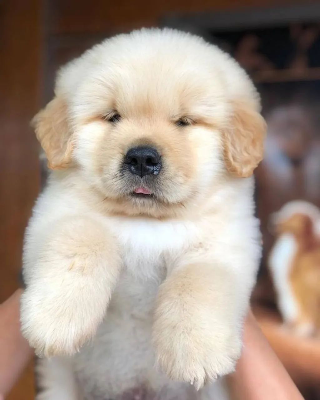 Golden Retriever Filhote Alegre e Saudável