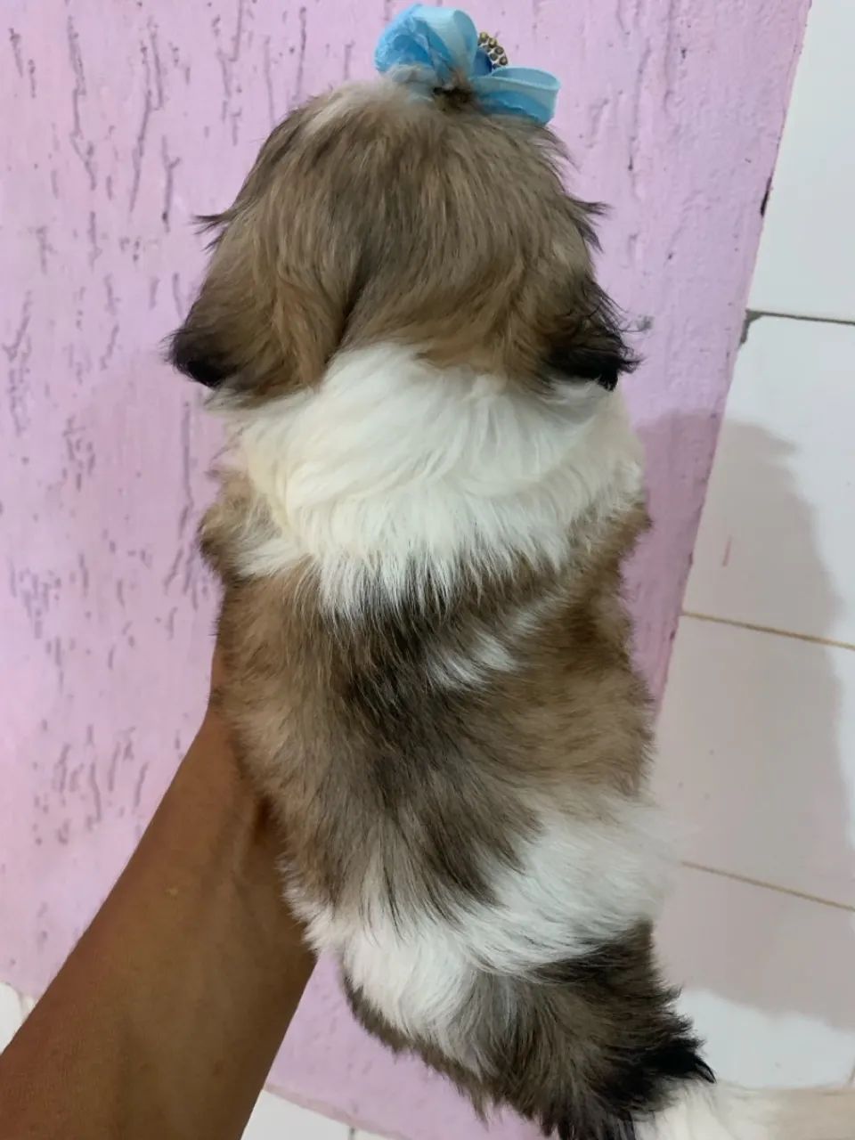 Shihtzu macho - Foto 2