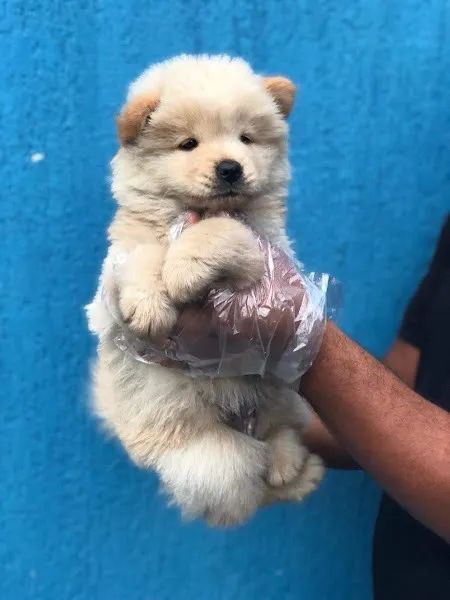 Chow Chow mais alto padrão da raça