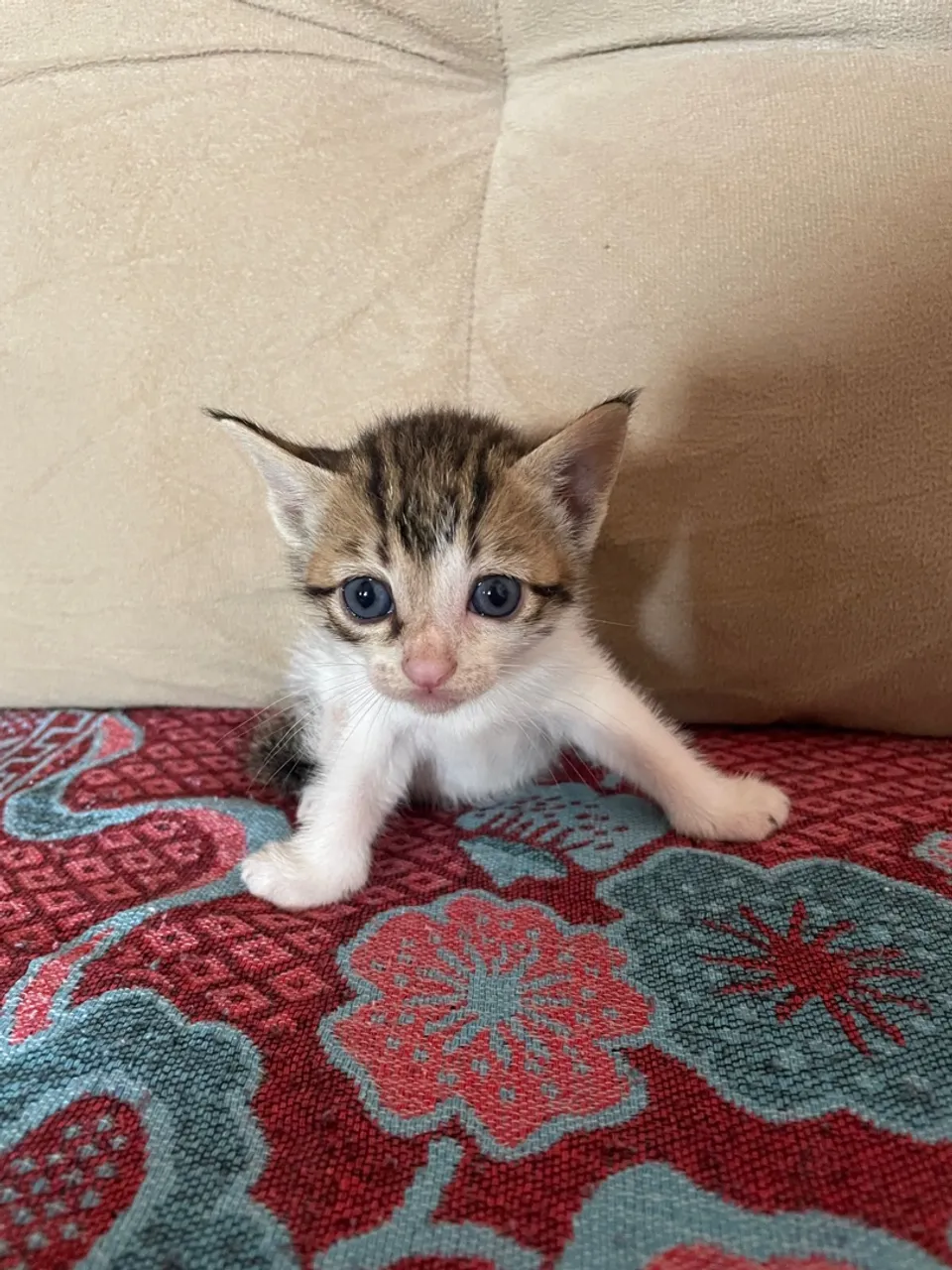Gatinho filhote para adoção
