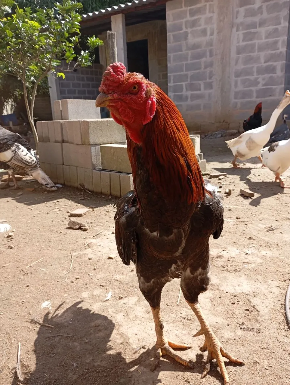 Galo
