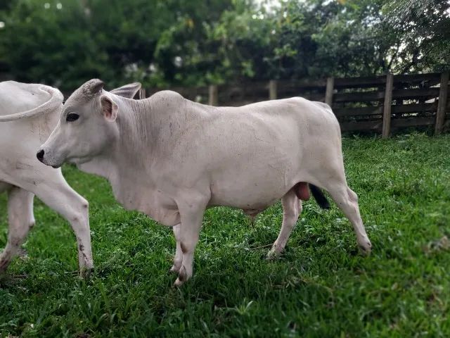 Mini Touro  - Foto 2