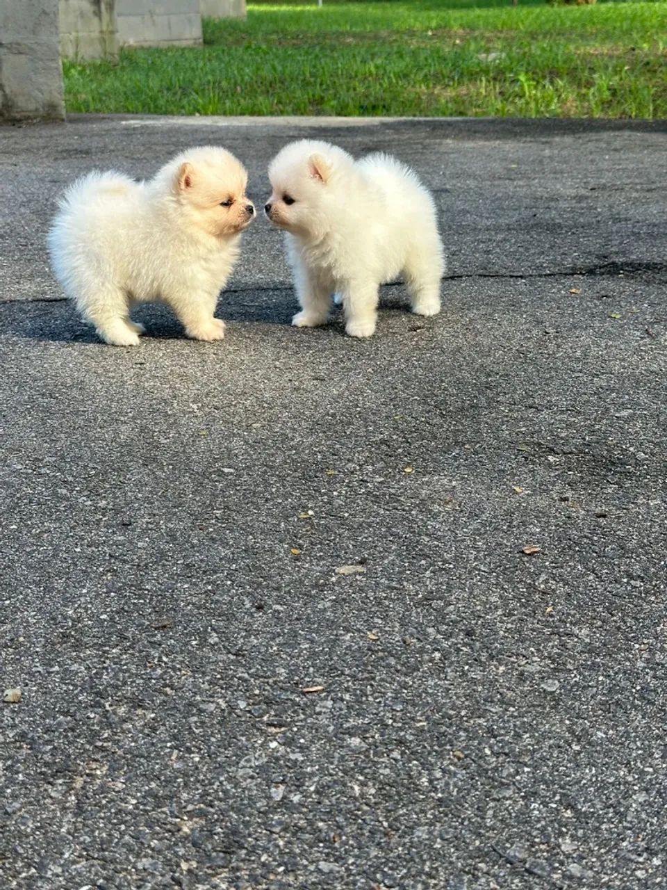 Filhotes de Spitz Alemão 