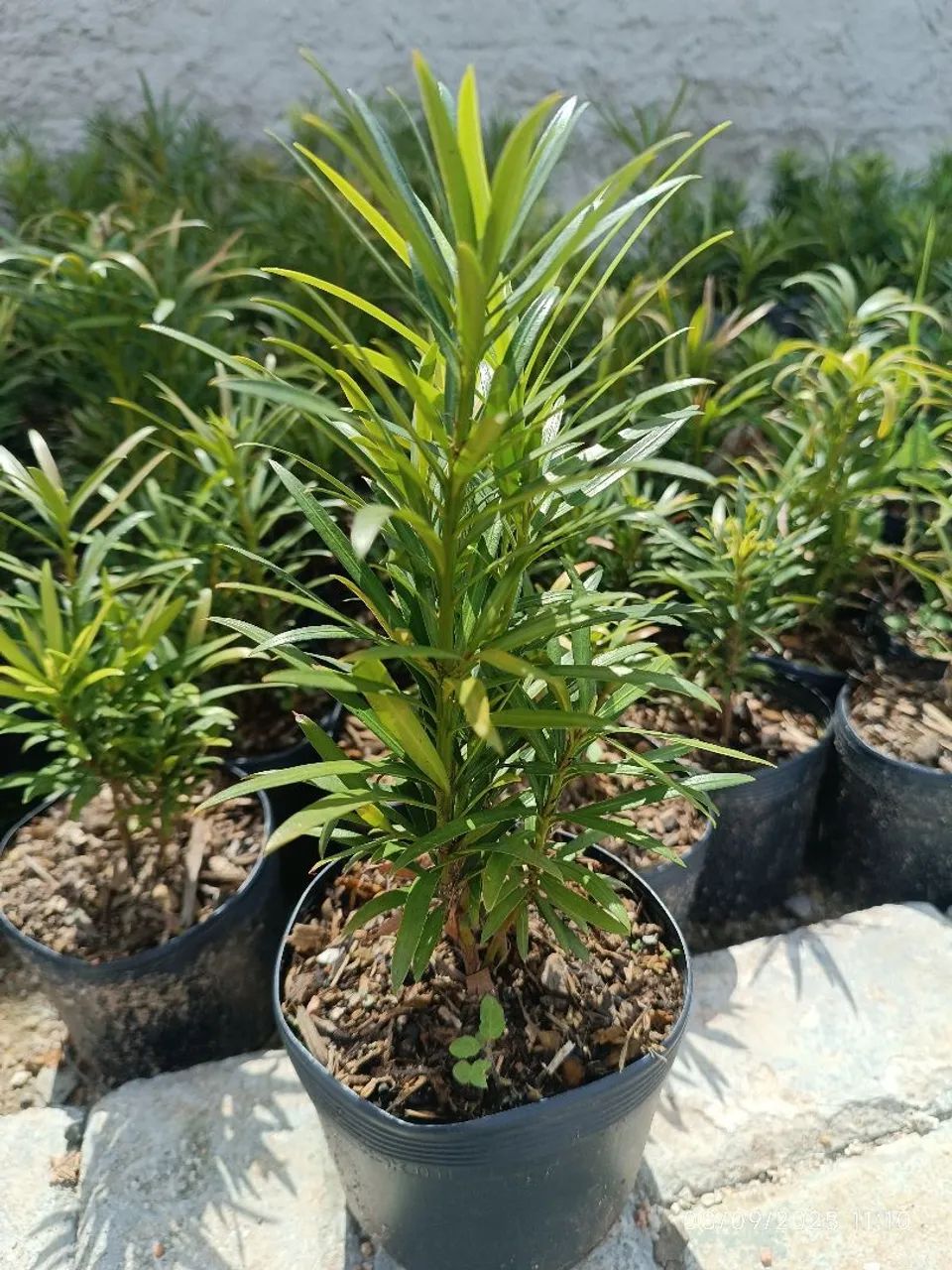 Mudas de podocarpus por 7,50 reais  - Foto 4