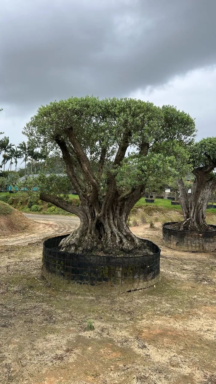 Oliveiras centenárias 