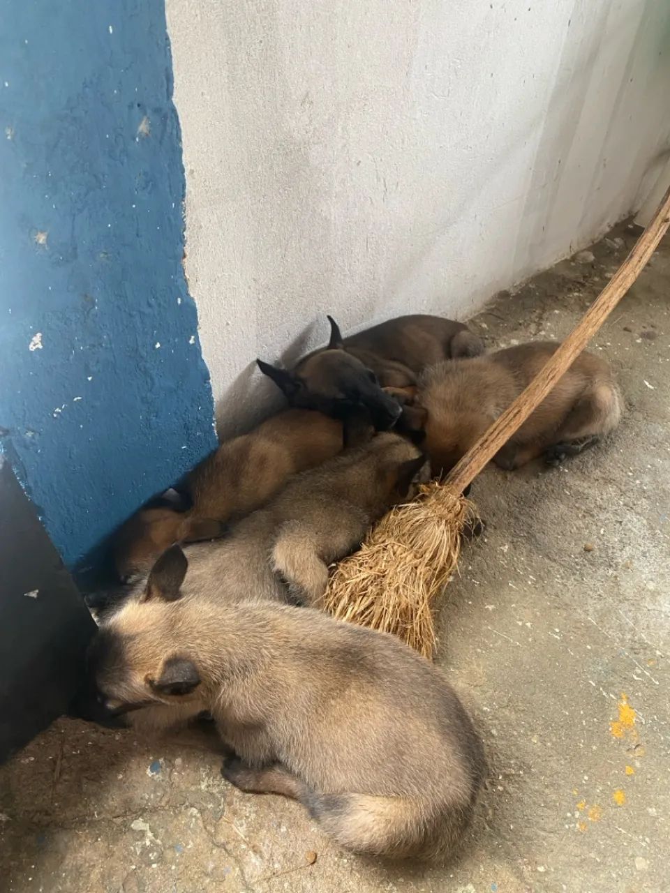 Filhotes de Pastor Malinois
