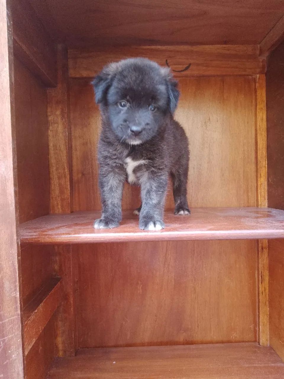 Filhote de rottweiler com chow chow - Foto 4
