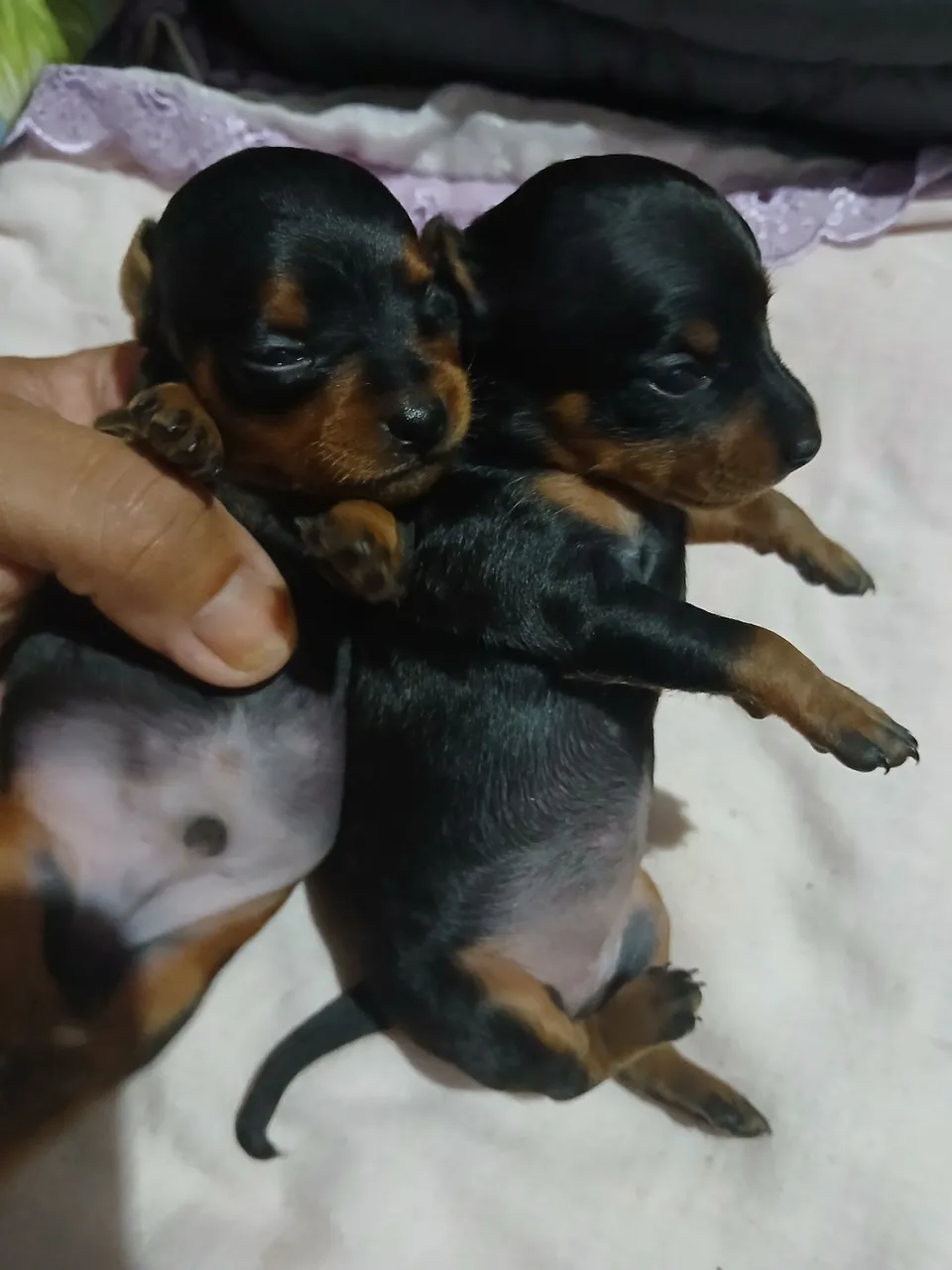 Filhotes de Pinscher zero mãe e pai