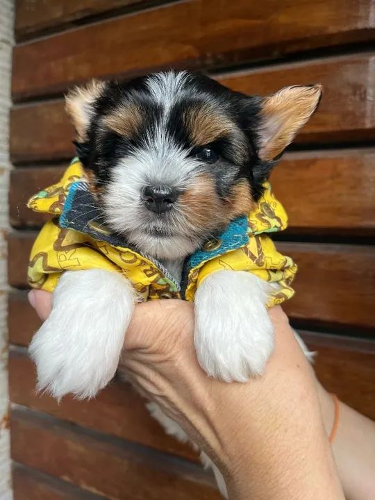 Filhote de Yorkshire Colorido Micro - Amor e fofura garantidos!