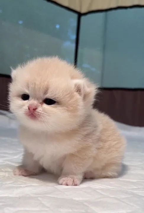 Munchkin Filhote Fofos na Cor Creme - Foto 3