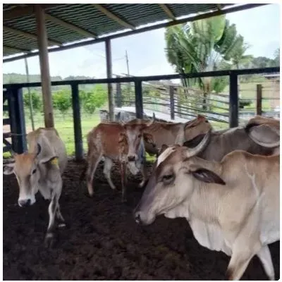 Vacas