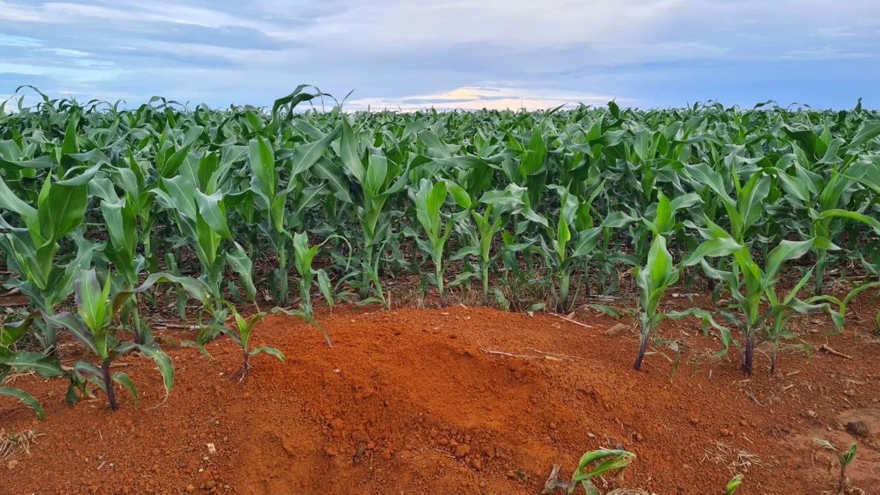 R$650 Milhões Fazenda de 20.600 hectares em Paranatinga-MT - Foto 2