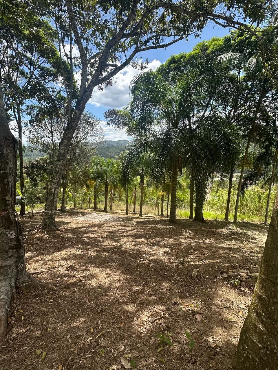 Foto - Santo Amaro da Imperatriz - 