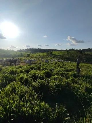 FAZENDA REGIAO DE CAJAZEIRAS ITUPIRANGA-PARÁ - Foto 2