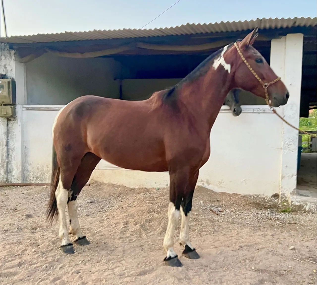 Égua Mangalarga Marcha Picada 