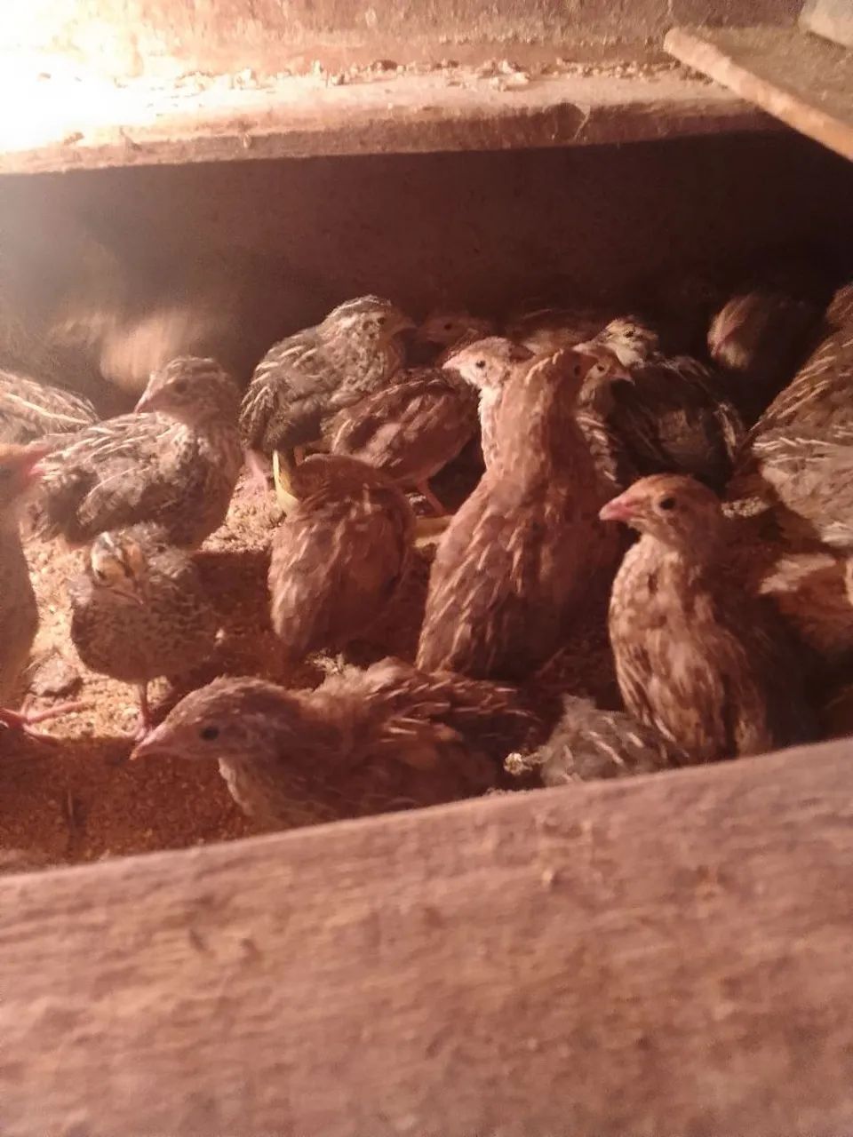 Vendo codornas femias a 15 e machos a 5 reais a sinba de 10 - Foto 3