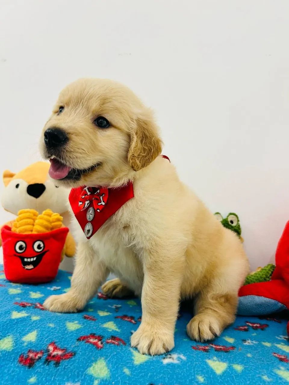 Filhote de GOLDEN RETRIEVER  - Foto 4