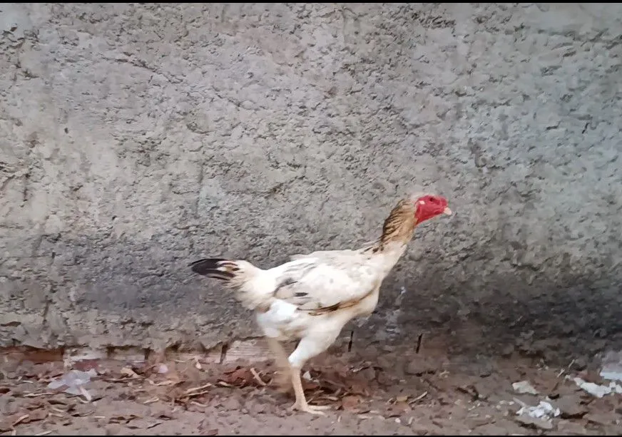 Galinha Indio Gigante. LEIA O ANÚNCIO