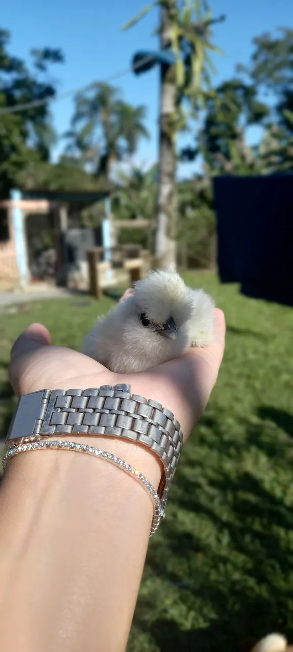 Filhote de galinha da raça Sedosa