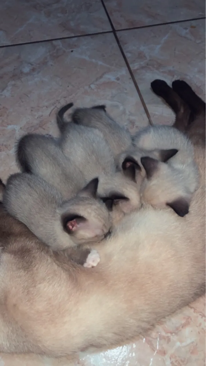 Doação de gatinhos